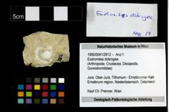 Foto (Objekt + Etiketten) von Eodromites dobrogea 